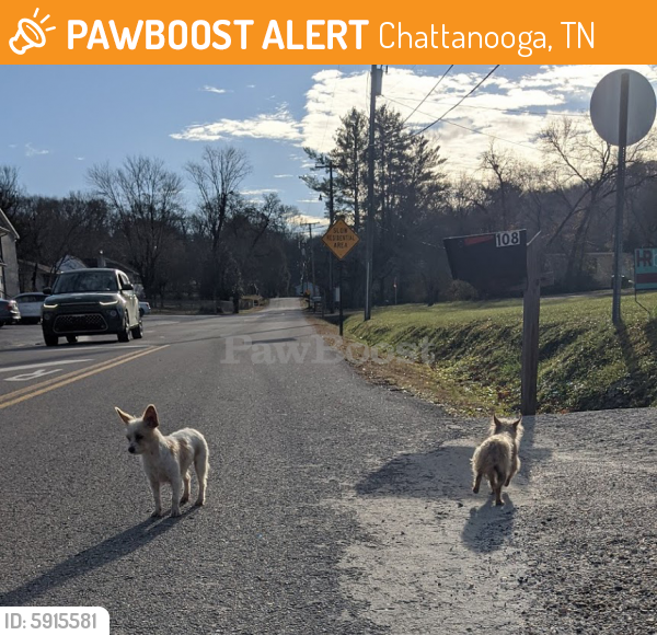Found/Stray Unknown Dog last seen Dayton Blvd + Baxter, Chattanooga, TN 37415