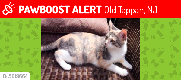 Lost Female Cat last seen Close to Northern Valley Old Tappan Highschool, Old Tappan, NJ 07675