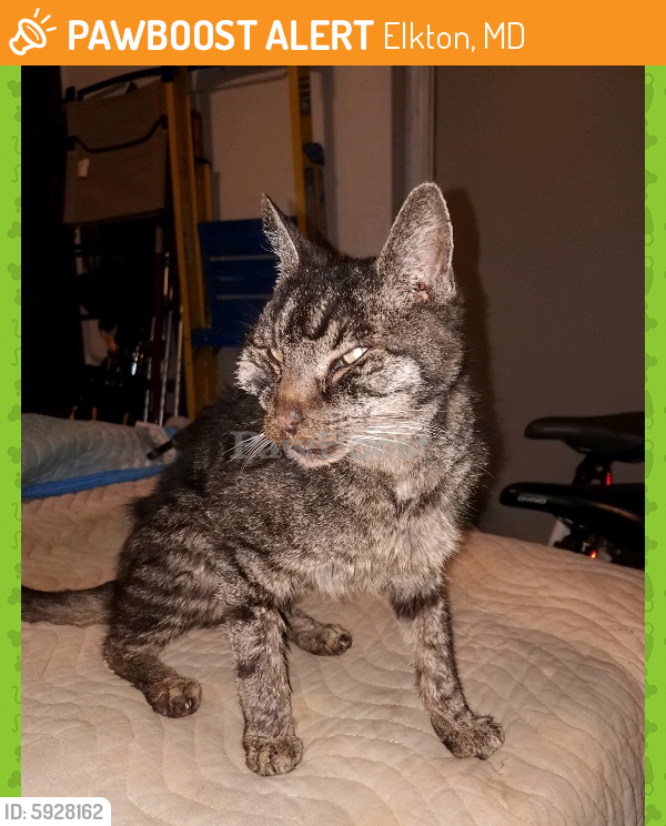 Found/Stray Female Cat in Elkton, MD 21921 (ID 5928162) PawBoost