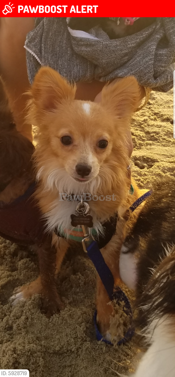 Lost Male Dog in Rancho Cucamonga, CA 91701 Named Oliver (ID 5928719