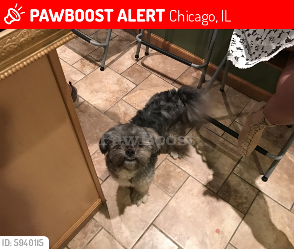 Lost Male Dog last seen Egglestone , Chicago, IL 60621