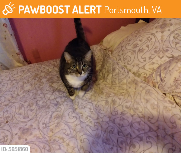 Found/Stray Female Cat last seen Elliott and maupin, Portsmouth, VA 23702