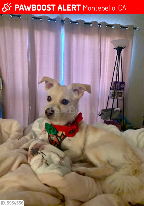 Lost Male Dog last seen Near Rainbow Terrace Lane Montebello CA 90640, Montebello, CA 90640