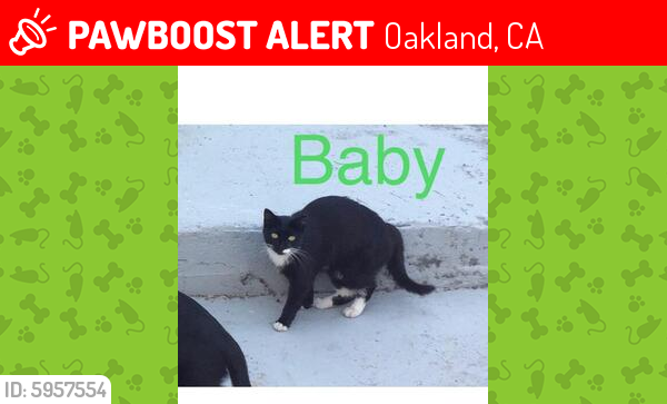 Lost Female Cat last seen Near 27th AVE & LOGAN, Oakland, CA 94601