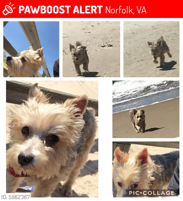 Lost Male Dog last seen Argonne Ave & Shoop Ave, Norfolk, VA 23509