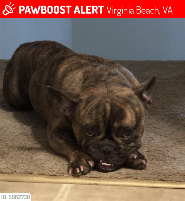 Lost Female Dog last seen Sweetbriar and Forrestwood - Green Run , Virginia Beach, VA 23462