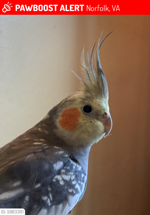 Lost Male Bird last seen Clarence St and Wailes, Norfolk, VA 23502