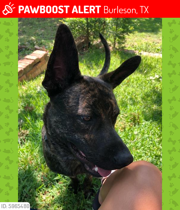 Lost Male Dog last seen Alsbury, Burleson, TX 76028