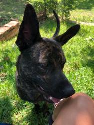 Lost Male Dog last seen Alsbury, Burleson, TX 76028
