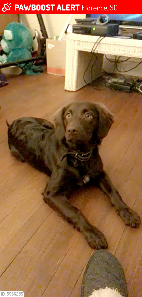 Lost Female Dog last seen Defy trampoline park, Florence, SC 29505