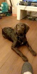 Lost Female Dog last seen Defy trampoline park, Florence, SC 29505