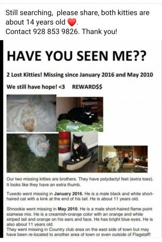 Lost Male Cat last seen Flagstaff Arizona , Flagstaff, AZ 86004