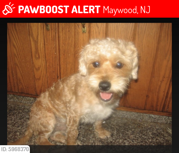 Lost Male Dog last seen Maywood ave and west Passaic street , Maywood, NJ 07607