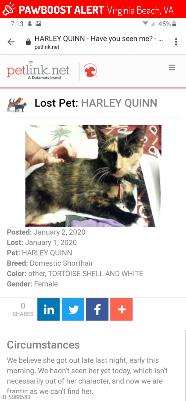 Lost Female Cat last seen Near Georgetown Pl & Pembroke Ave, Virginia Beach, VA 23455