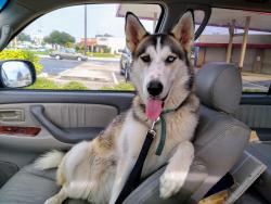 Lost Female Dog last seen Crisafulli road and Courtenay, Brevard County, FL 32953