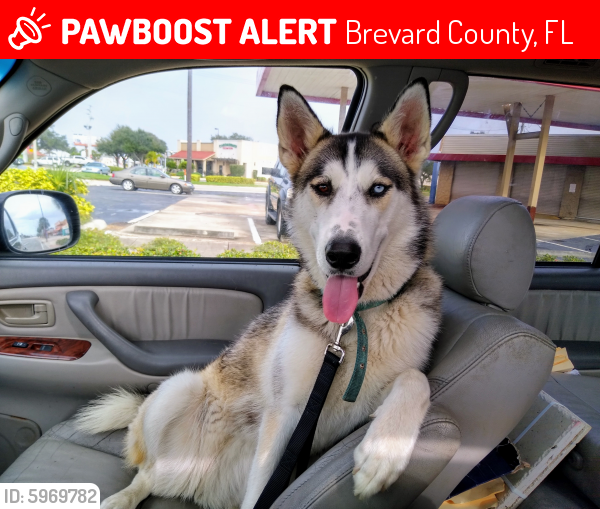 Lost Female Dog last seen Crisafulli road and Courtenay, Brevard County, FL 32953