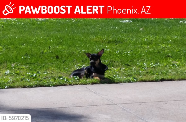 Lost Male Dog last seen 43rd Ave and McDowell rd, Phoenix, AZ 85009