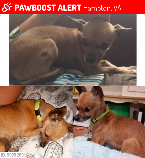 Lost Male Dog last seen Briarfield Rd. Hampton , Hampton, VA 23669