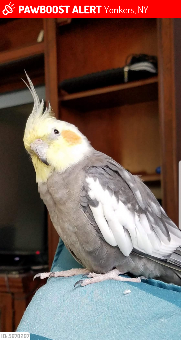 Lost Male Bird last seen Park Ave and Shonnard Pl, Yonkers, NY 10703