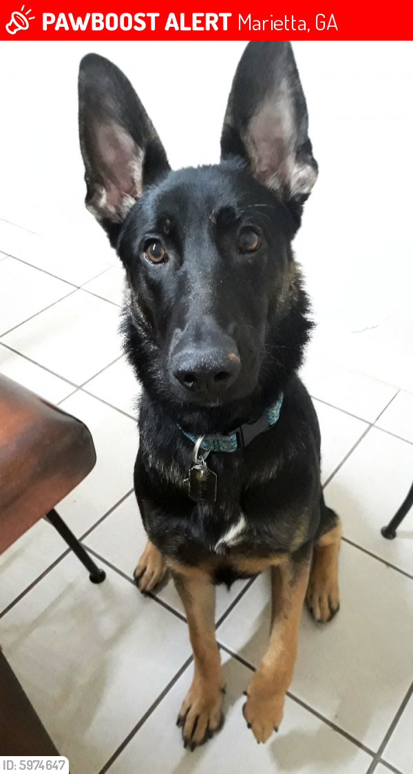 Lost Male Dog in Marietta, GA 30008 Named Odi (ID: 5974647) | PawBoost