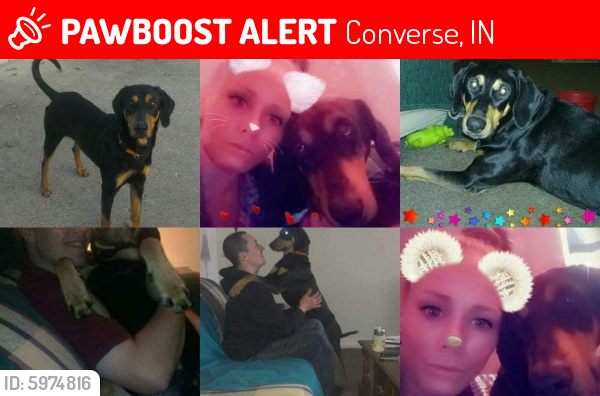 Lost Male Dog last seen marion indiana, Converse, IN 46919