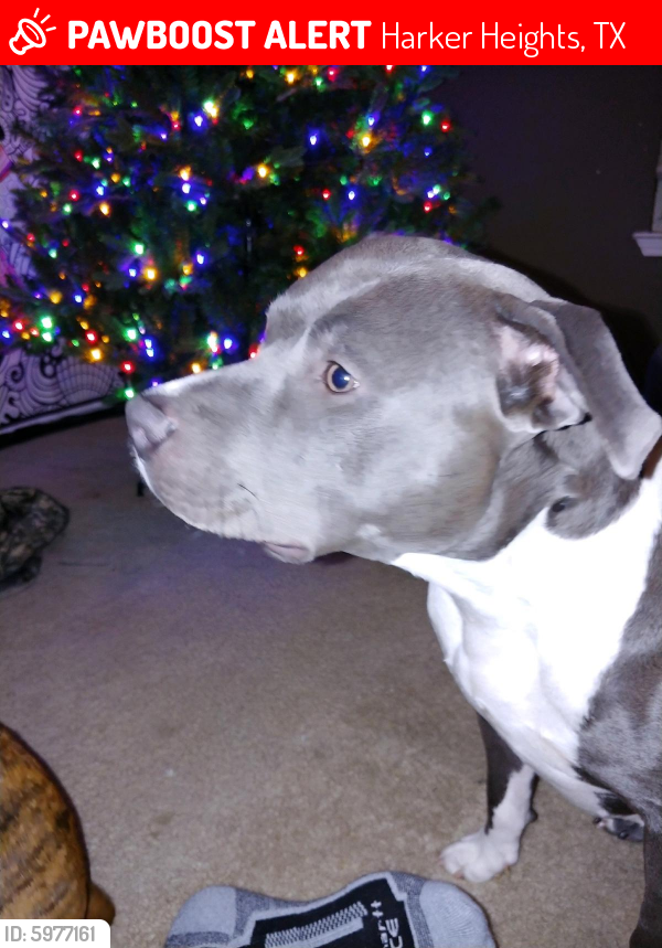 Lost Female Dog last seen Halona and Stillhouse Lake RD, Harker Heights, TX 76548