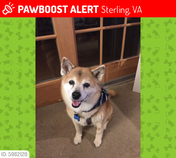 Lost Female Dog last seen Whittingham Circle and Griswold, Sterling, VA 20165