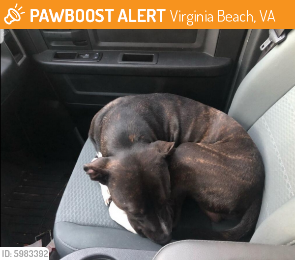 Found/Stray Male Dog last seen Laurel Cove, Virginia Beach, VA 23454