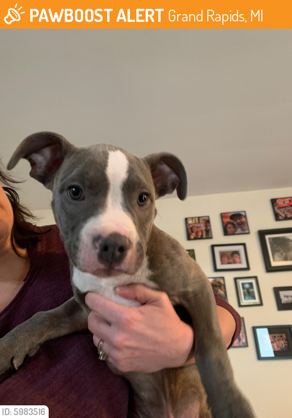 Rehomed Male Dog last seen Burke and Kentwood, Grand Rapids, MI 49503