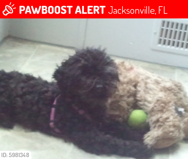 Lost Male Dog last seen Benedict and edgewood, Jacksonville, FL 32201