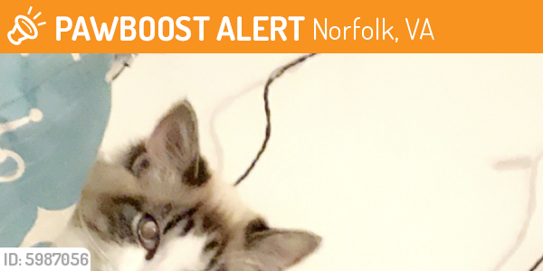 Rehomed Unknown Cat last seen Vape xotix Nob, Norfolk, VA 23505
