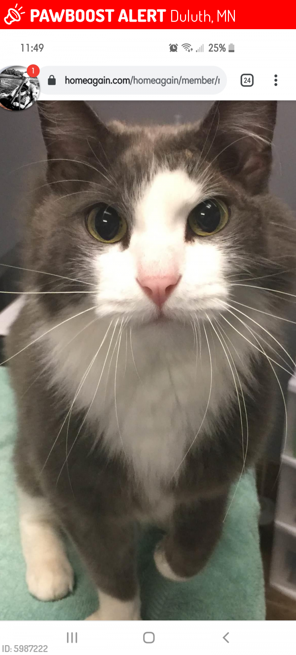 Lost Male Cat last seen 23rd avenue West and 3rd Street by Johnson's bakery, Duluth, MN 55806