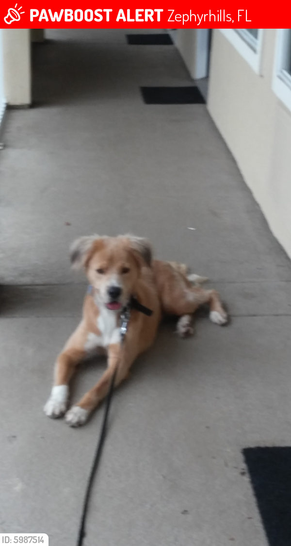 Lost Male Dog in Zephyrhills, FL 33542 Named Pancho (ID 5987514