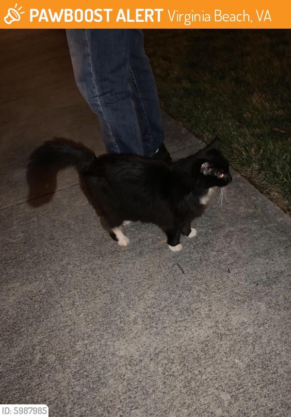 Found/Stray Unknown Cat last seen North Shore at Ridgely Manor, Virginia Beach, VA 23455