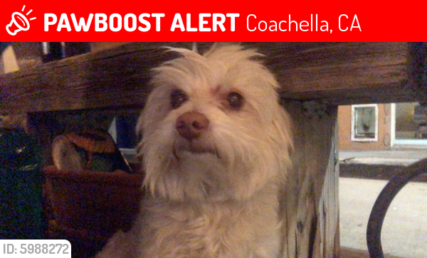 Lost Male Dog last seen Tierra del Sol, Coachella, CA 92236