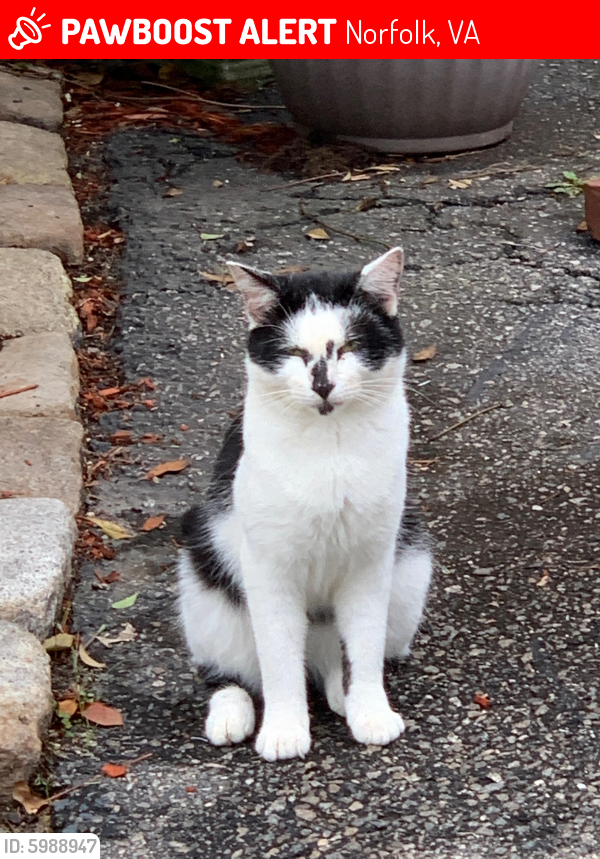 Lost Male Cat last seen Little creek road , Norfolk, VA 23518