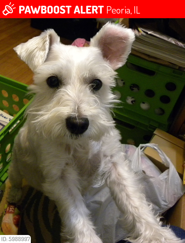 Lost Male Dog last seen Moss Ave & Manor Parkway, Madison Golf Course, Peoria, IL 61604