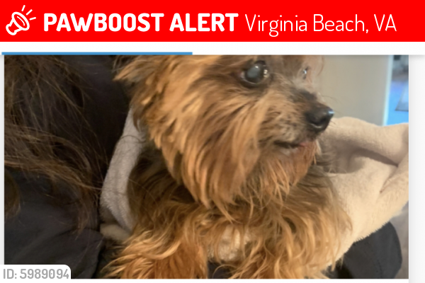 Lost Male Dog last seen Princess Anne Rd. & Englewood Dr, Virginia Beach, VA 23462