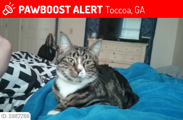 Lost Male Cat last seen Brittany Circle & W Currahee St., Toccoa, GA 30598