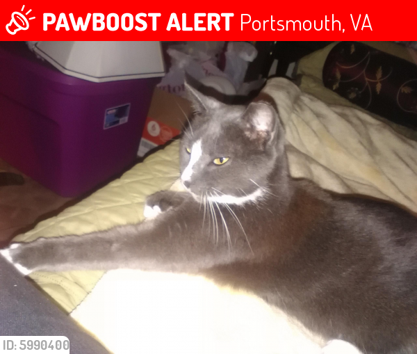 Lost Female Cat last seen Portsmouth blvd, Portsmouth, VA 23701