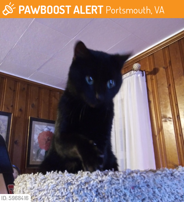 Rehomed Male Cat last seen Wyoming and California, Portsmouth, VA 23701