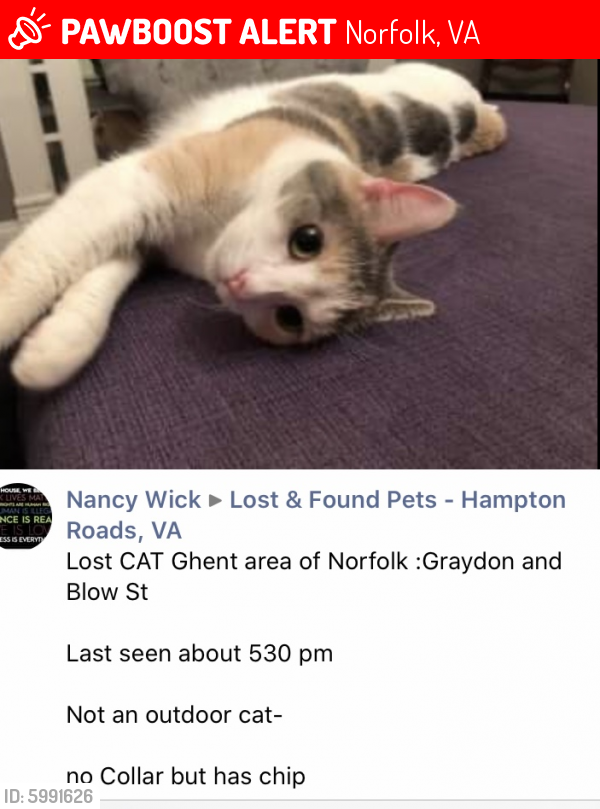 Lost Female Cat last seen Sacred Heart, Graydon Avenue @ Blow St, Norfolk, VA 23507