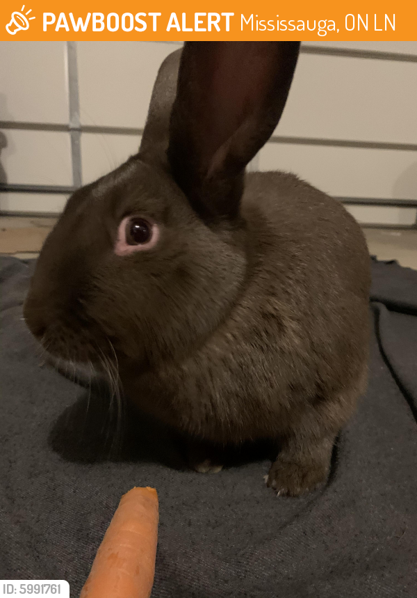 Found/Stray Unknown Rabbit last seen Montevideo at Chaumont , Mississauga, ON L5N