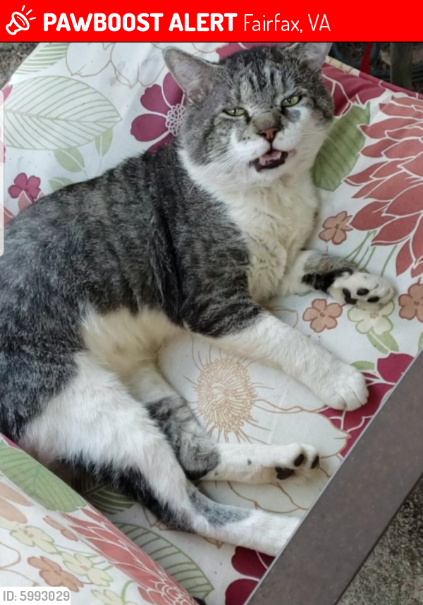 Lost Male Cat last seen EMBASSY LN AND OLD LEE HWY, Fairfax, VA 22030