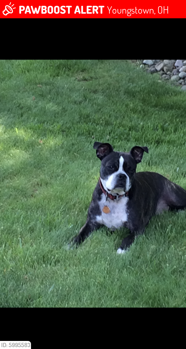 Lost Male Dog last seen Osborn & Mahoning Ave, Youngstown, OH 44509
