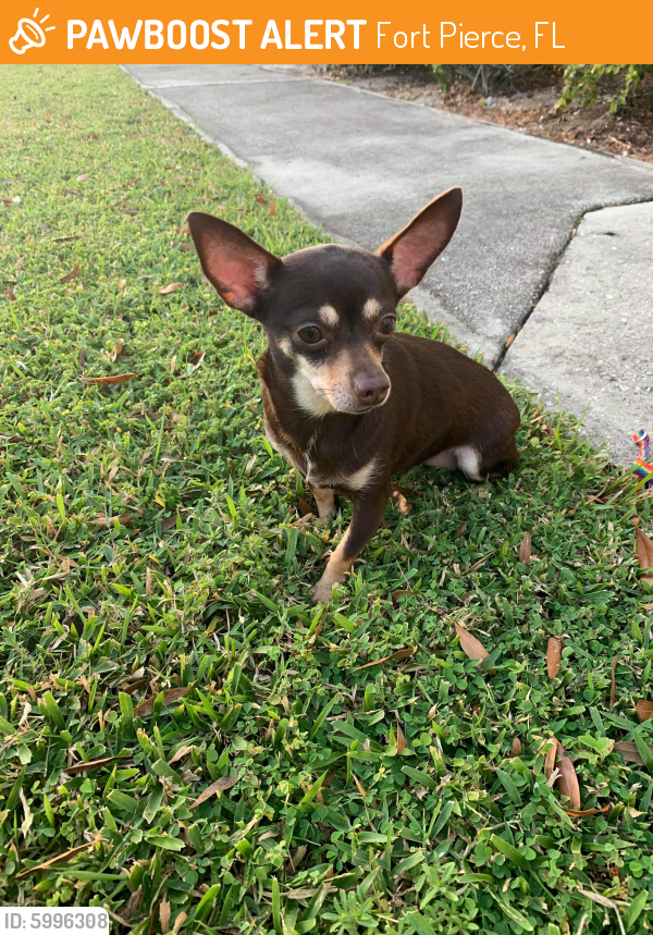 Found/Stray Female Dog last seen Near Okeechobee rd fort Pierce FL 34947, Fort Pierce, FL 34947