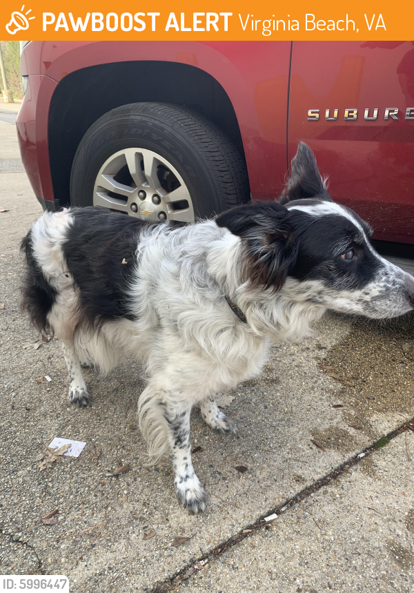 Found/Stray Male Dog last seen Behind value city furniture , Virginia Beach, VA 23452