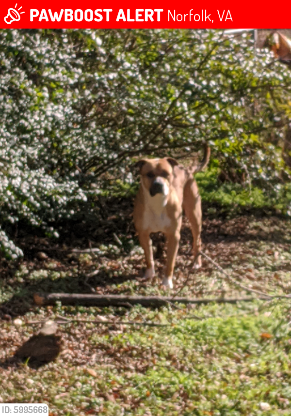 Lost Male Dog last seen Near Glendale ave, Norfolk, VA 23505
