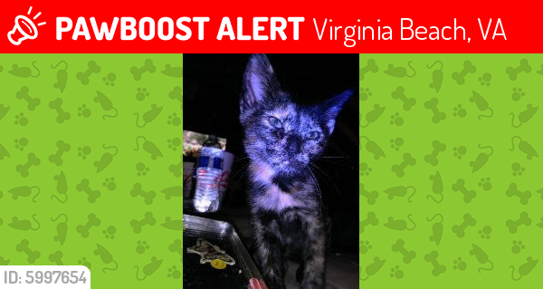 Lost Female Cat last seen Kings Neck Dr. - Mayfair Ct. , Virginia Beach, VA 23452