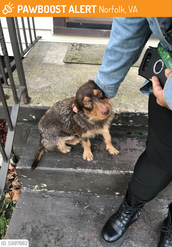 Found/Stray Unknown Dog last seen Tidewater & Biltmore Rd Norfolk 7-11, Norfolk, VA 23505